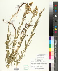 Solidago altissima subsp. gilvocanescens image