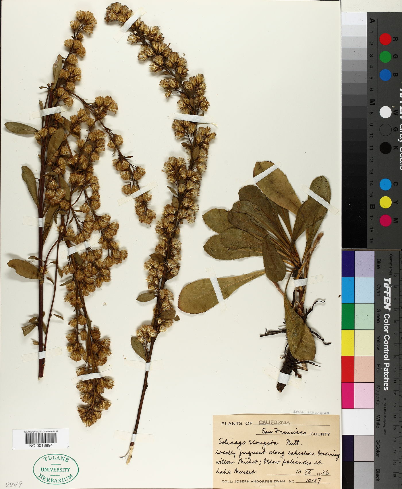 Solidago spathulata image