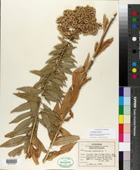 Solidago canadensis var. gilvocanescens image