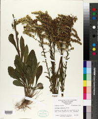 Solidago nemoralis subsp. nemoralis image