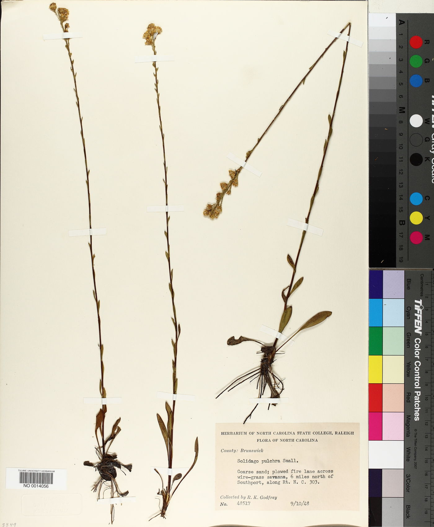 Solidago pulchra image