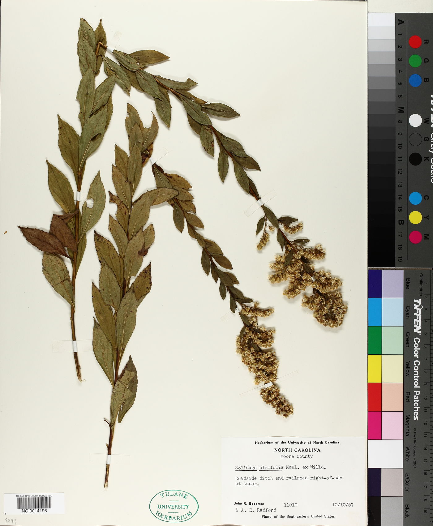 Solidago latissimifolia image