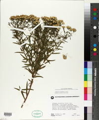 Solidago altissima subsp. altissima image