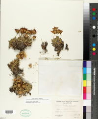 Stenotus acaulis image