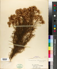 Ericameria arborescens image