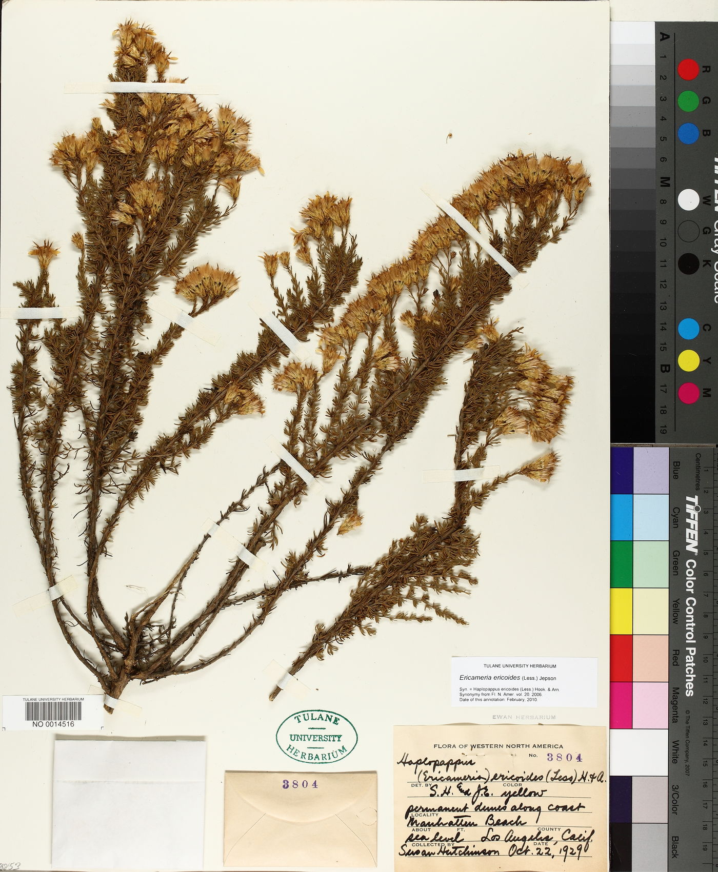Ericameria ericoides image