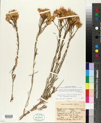 Ericameria nauseosa var. bernardina image