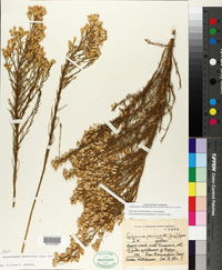 Ericameria paniculata image