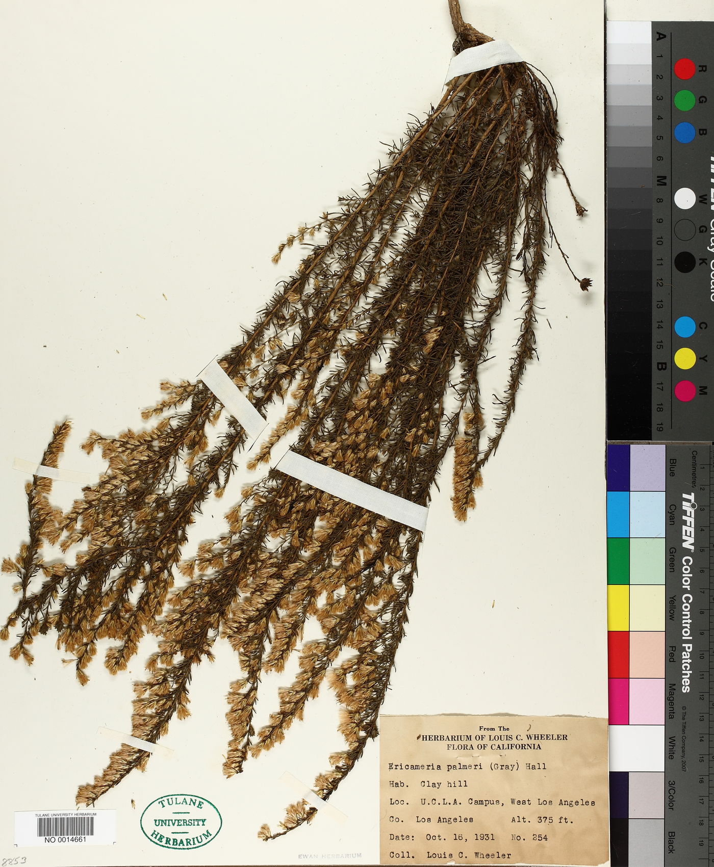 Ericameria palmeri image