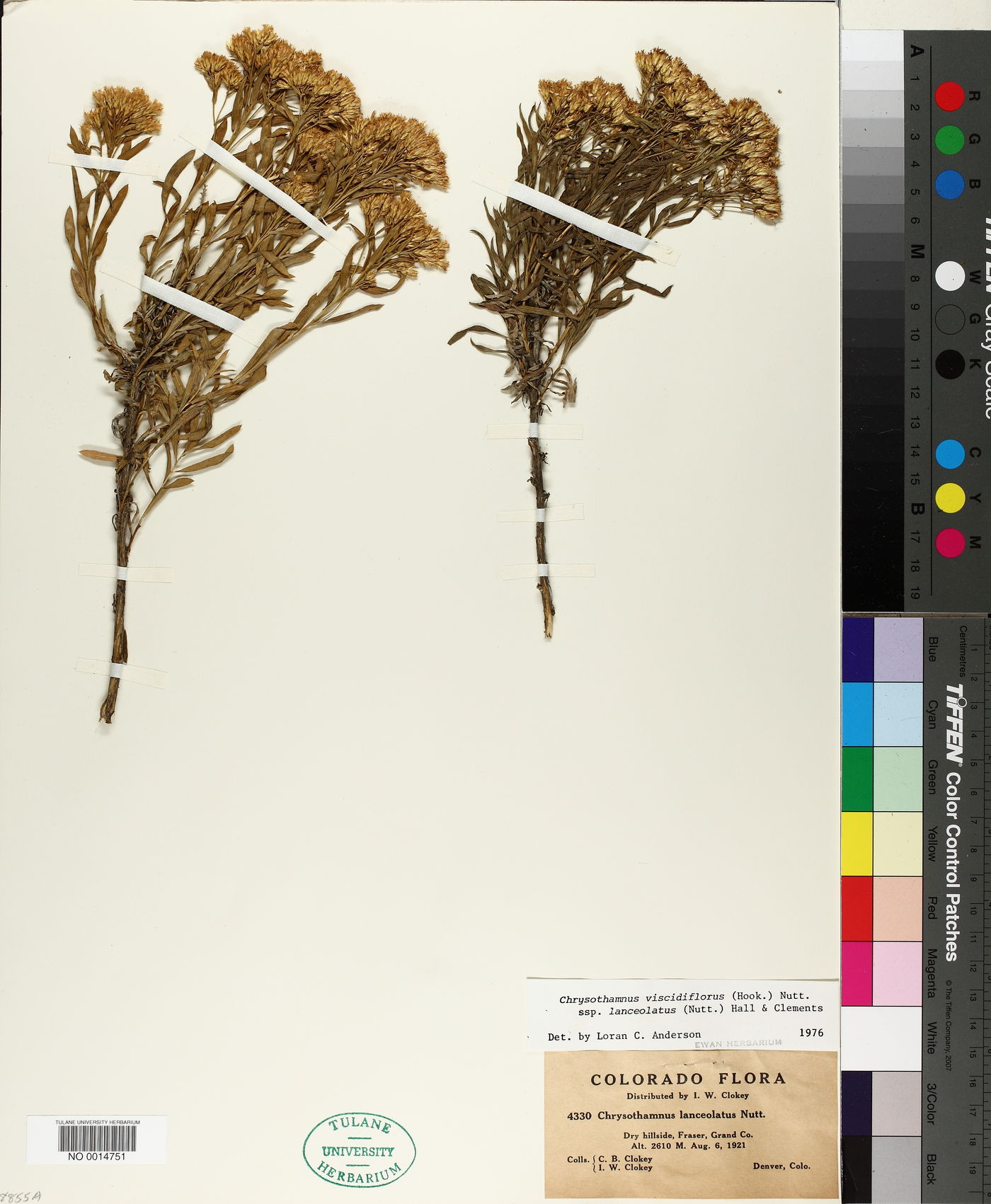 Chrysothamnus viscidiflorus subsp. lanceolatus image