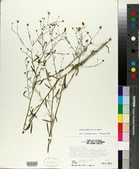 Boltonia diffusa var. diffusa image