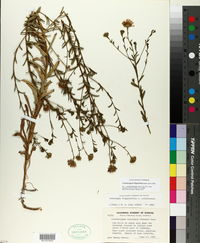Corethrogyne filaginifolia image