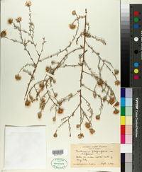 Corethrogyne filaginifolia var. filaginifolia image