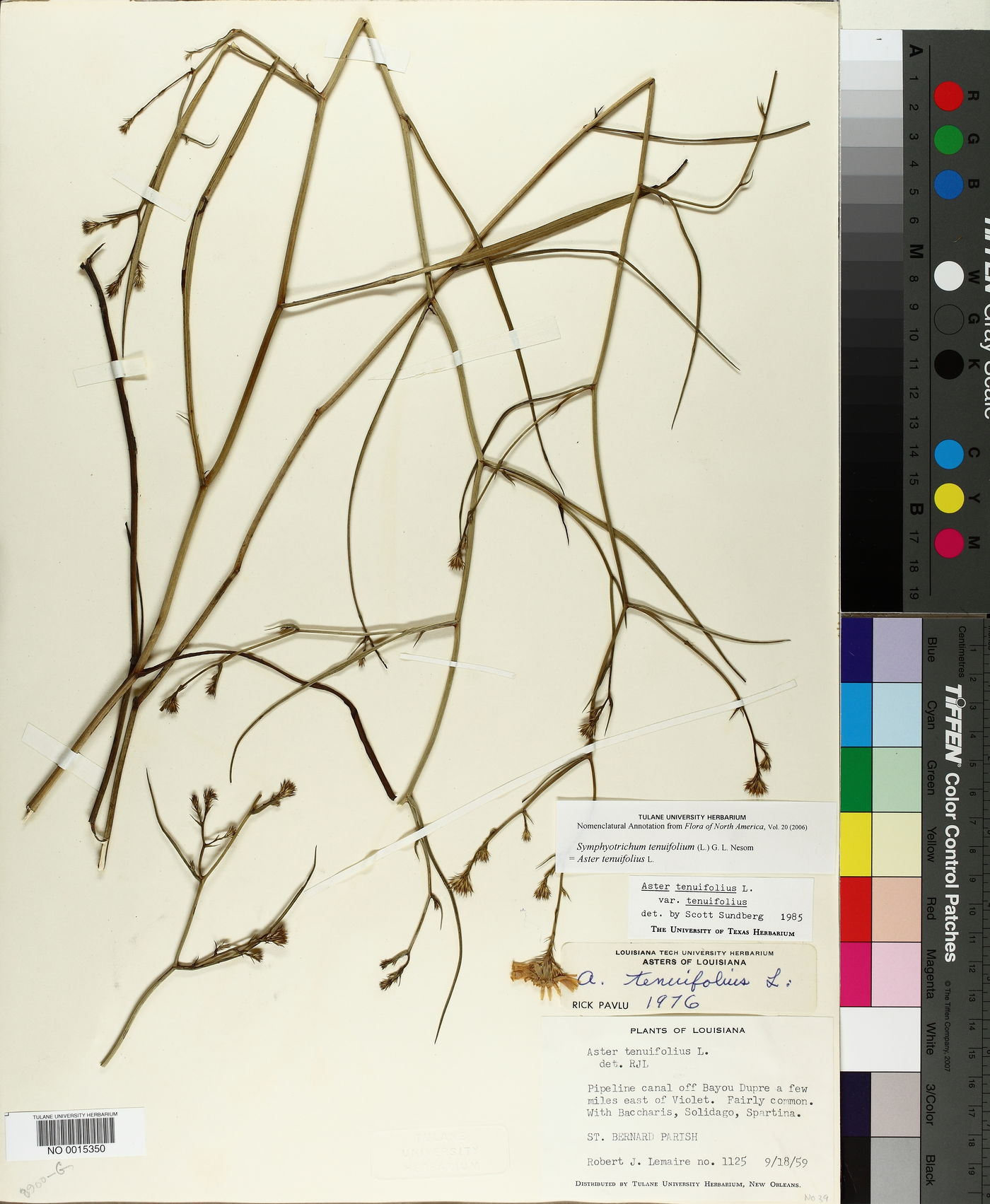 Symphyotrichum tenuifolium image