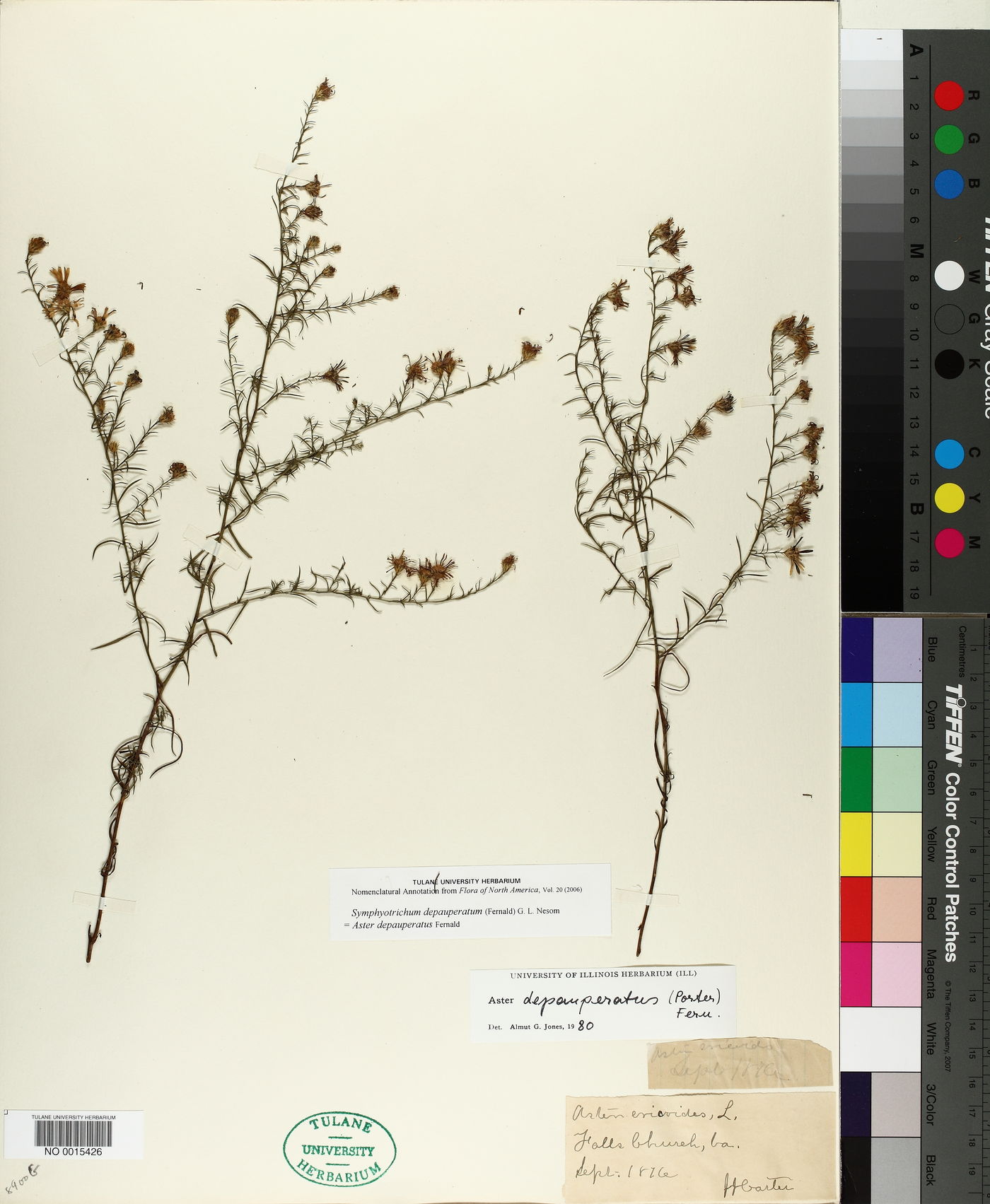 Symphyotrichum depauperatum image