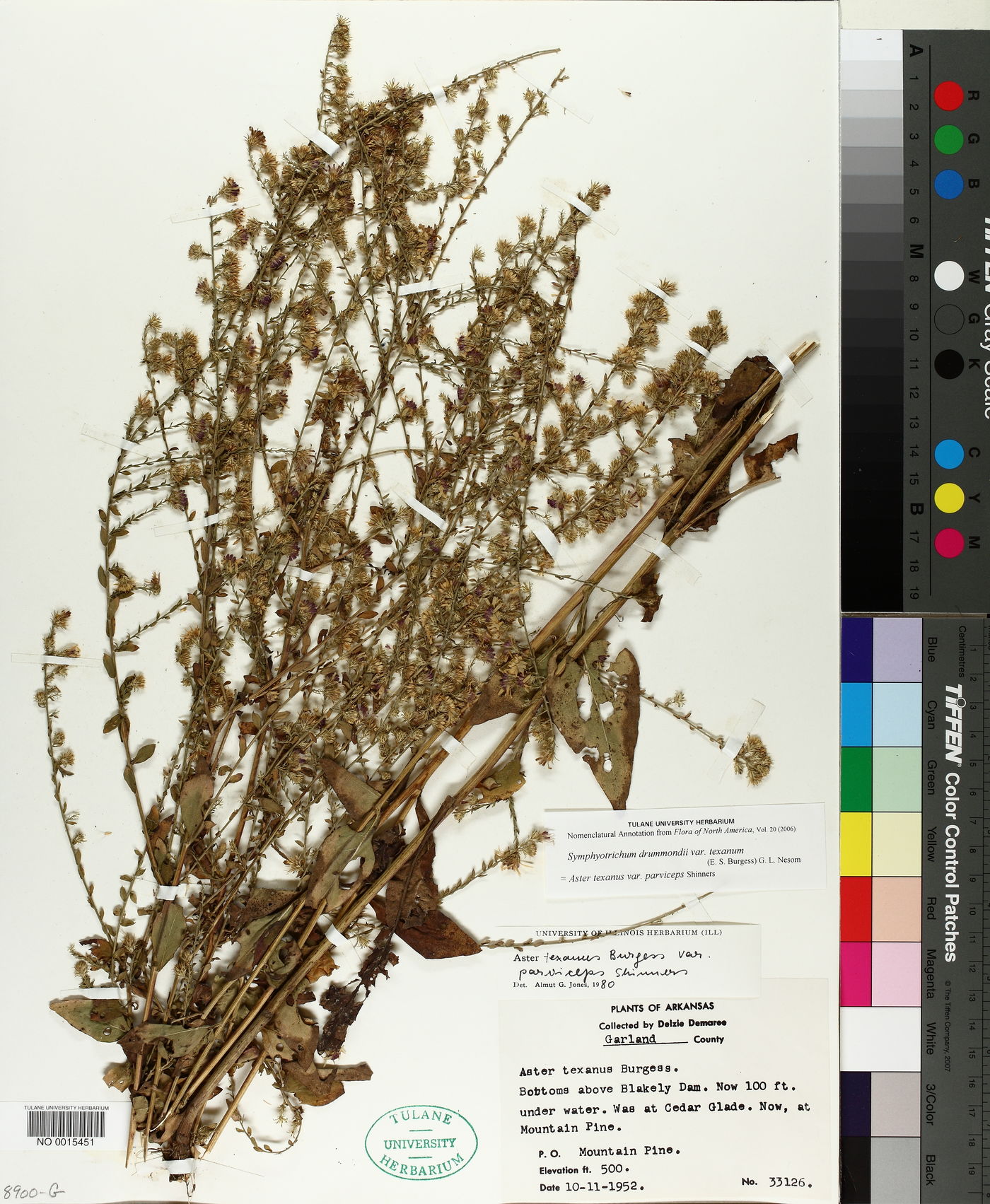 Symphyotrichum drummondii var. texanum image