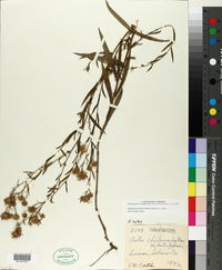 Symphyotrichum lentum image