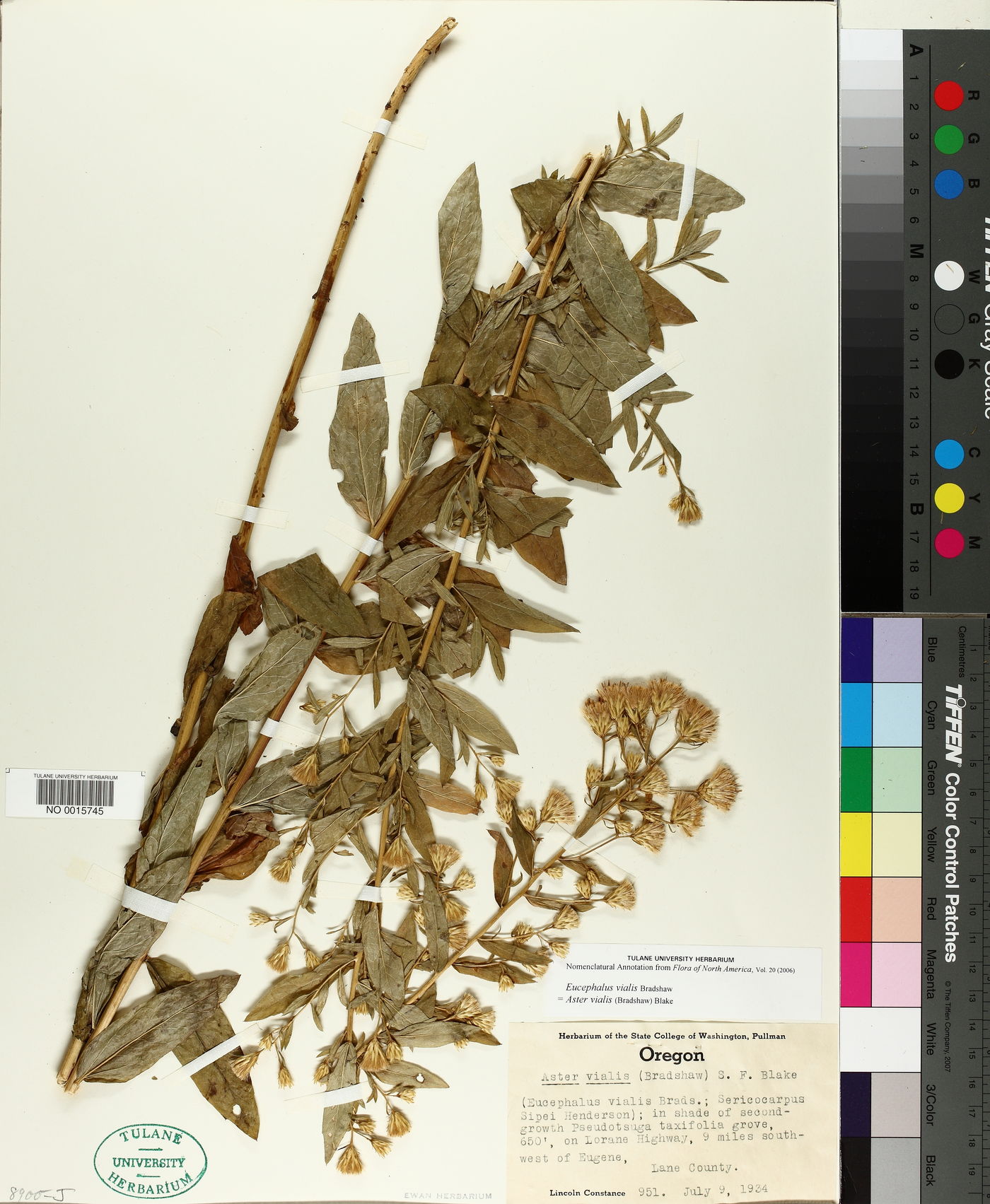 Eucephalus vialis image