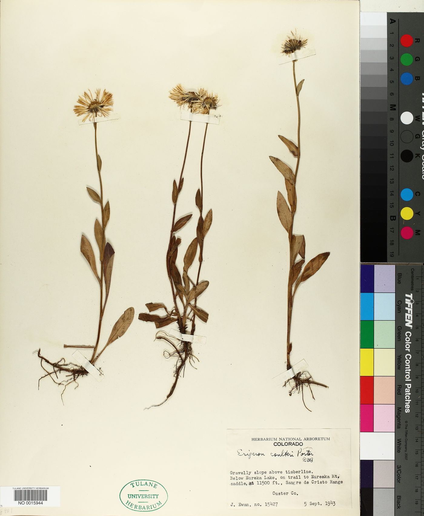 Erigeron coulteri image