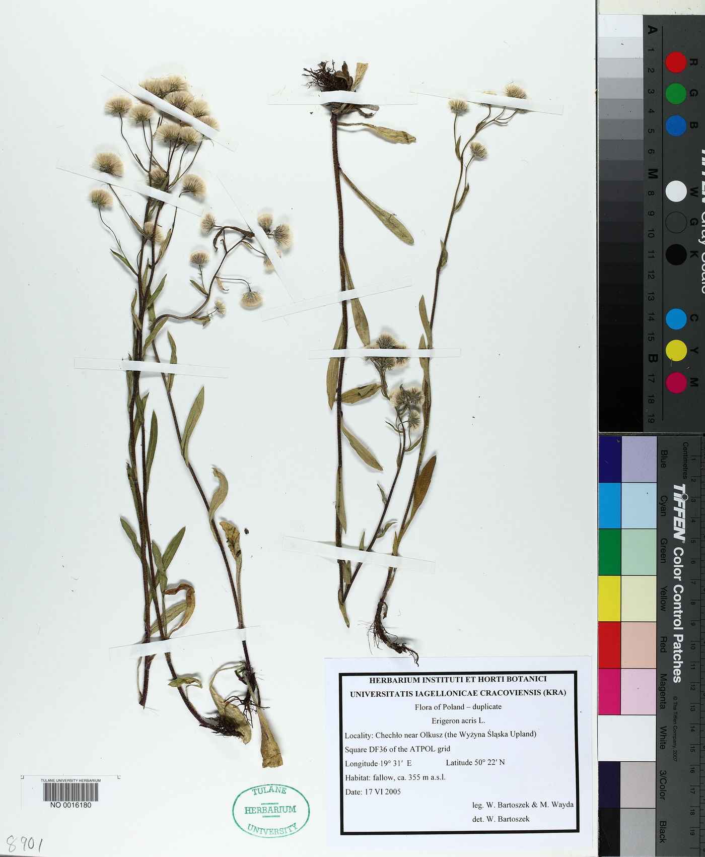 Erigeron acris image