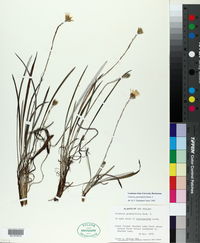Celmisia graminifolia image