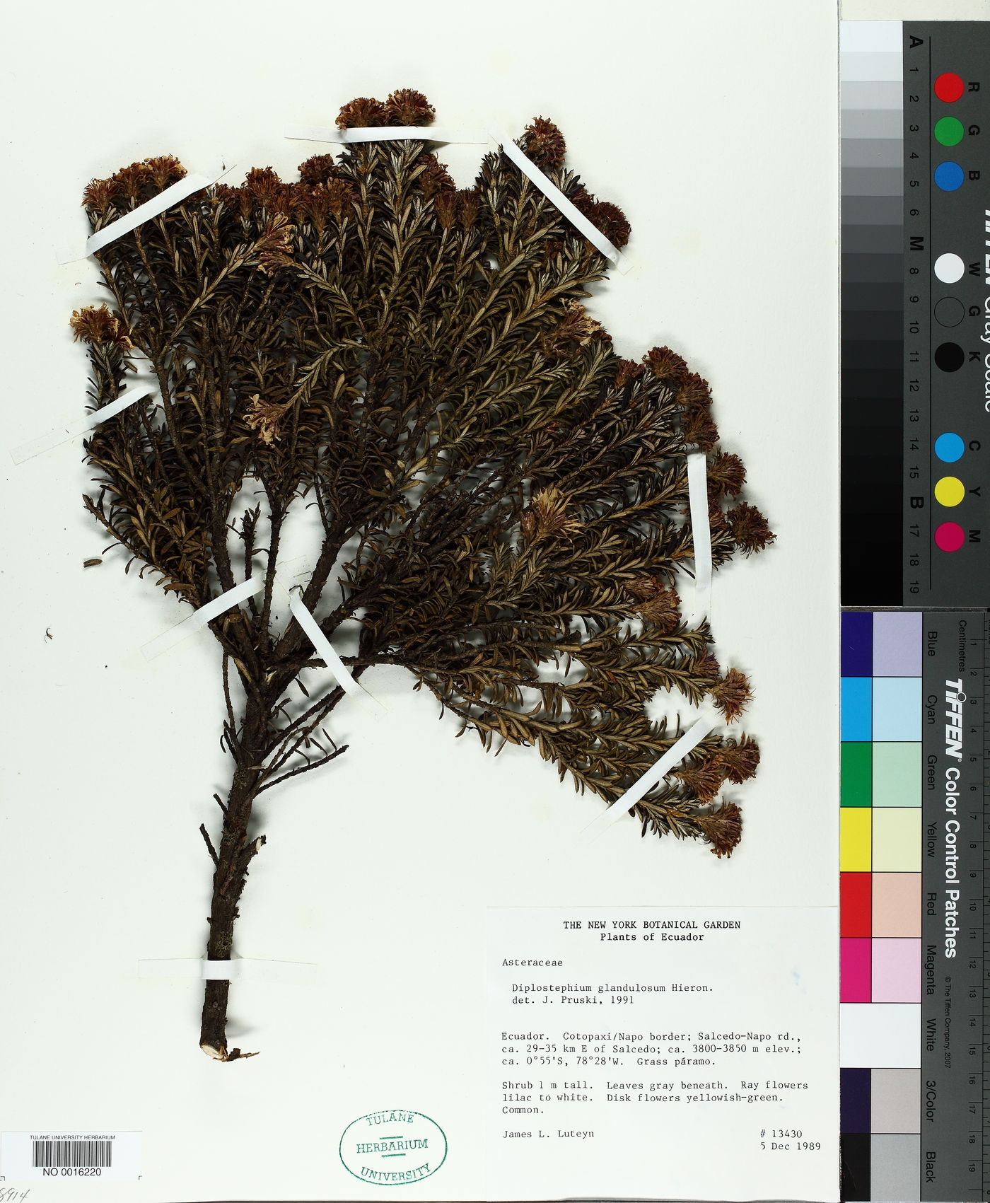 Diplostephium glandulosum image