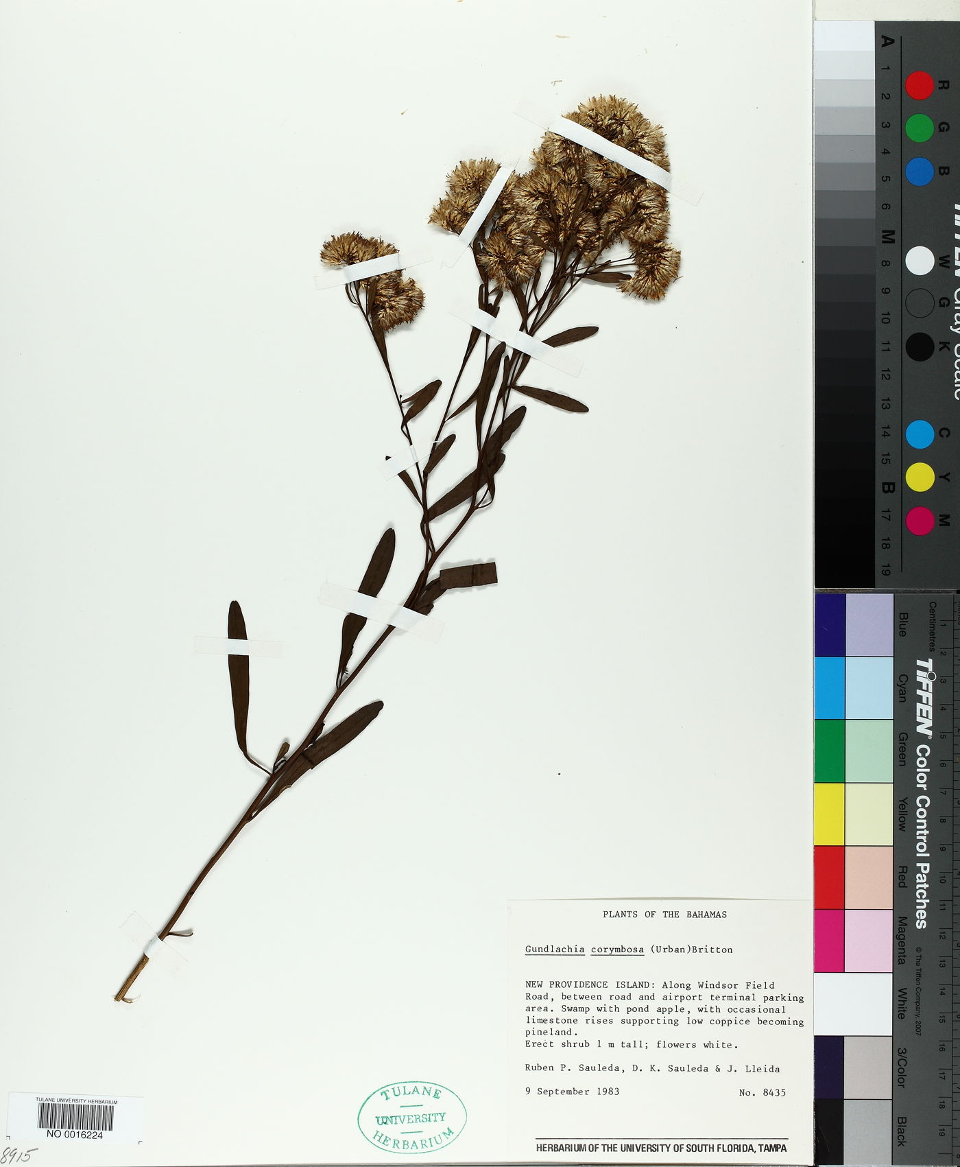 Gundlachia corymbosa image