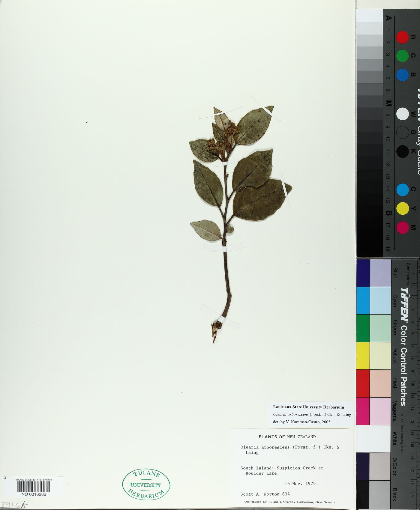Olearia arborescens image