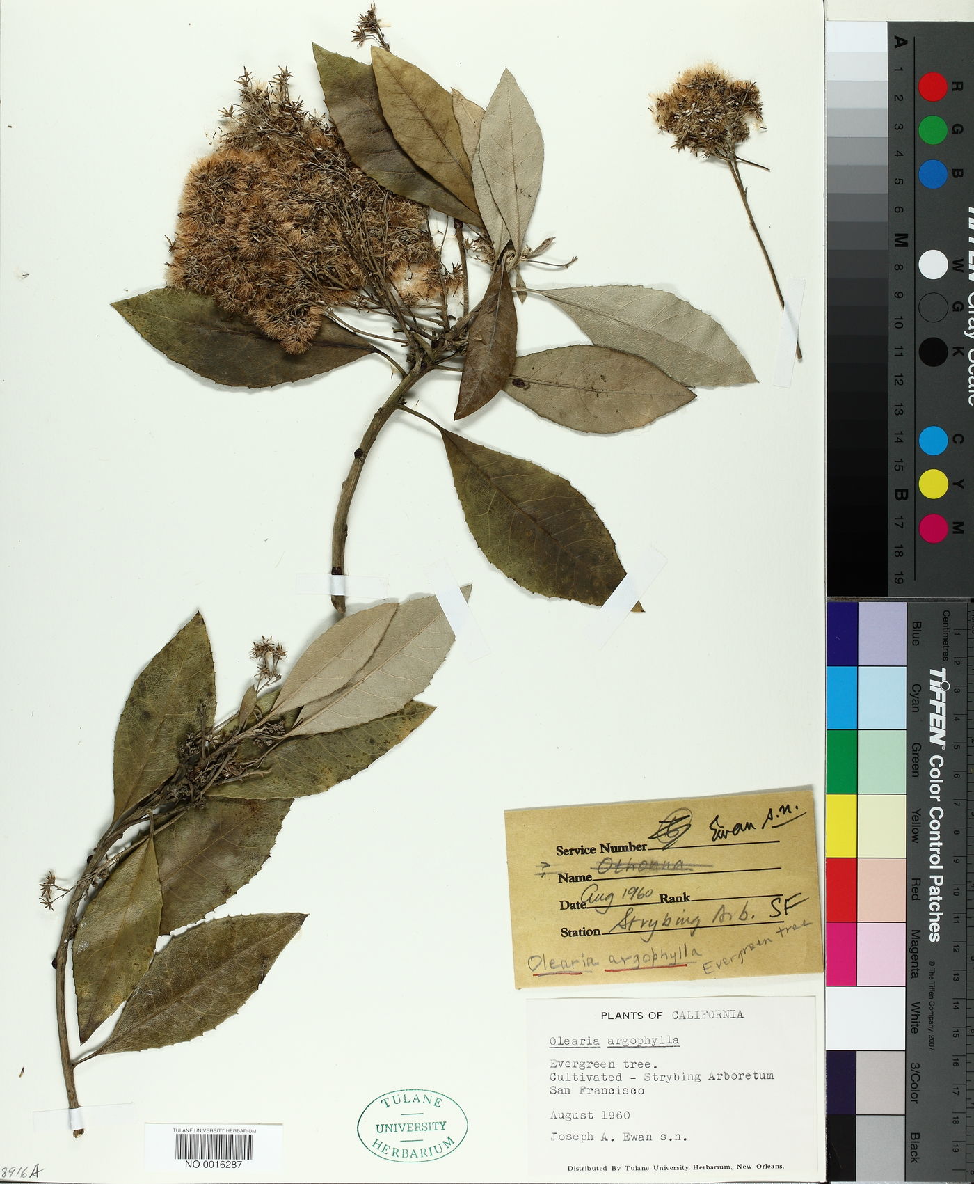 Olearia argophylla image