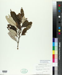 Olearia avicenniifolia image