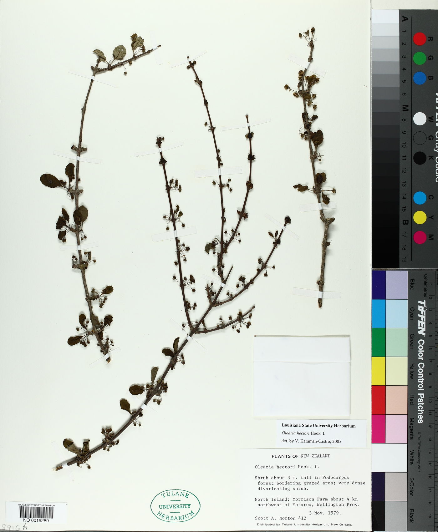 Olearia hectorii image