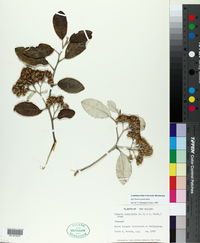 Image of Olearia paniculata