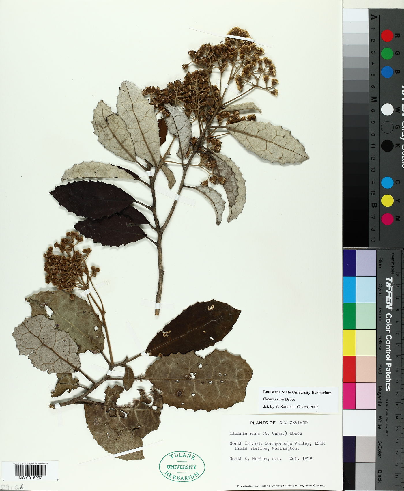 Olearia rani image