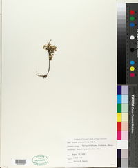 Conyza coronopifolia image