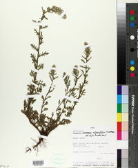 Image of Laennecia artemisiifolia