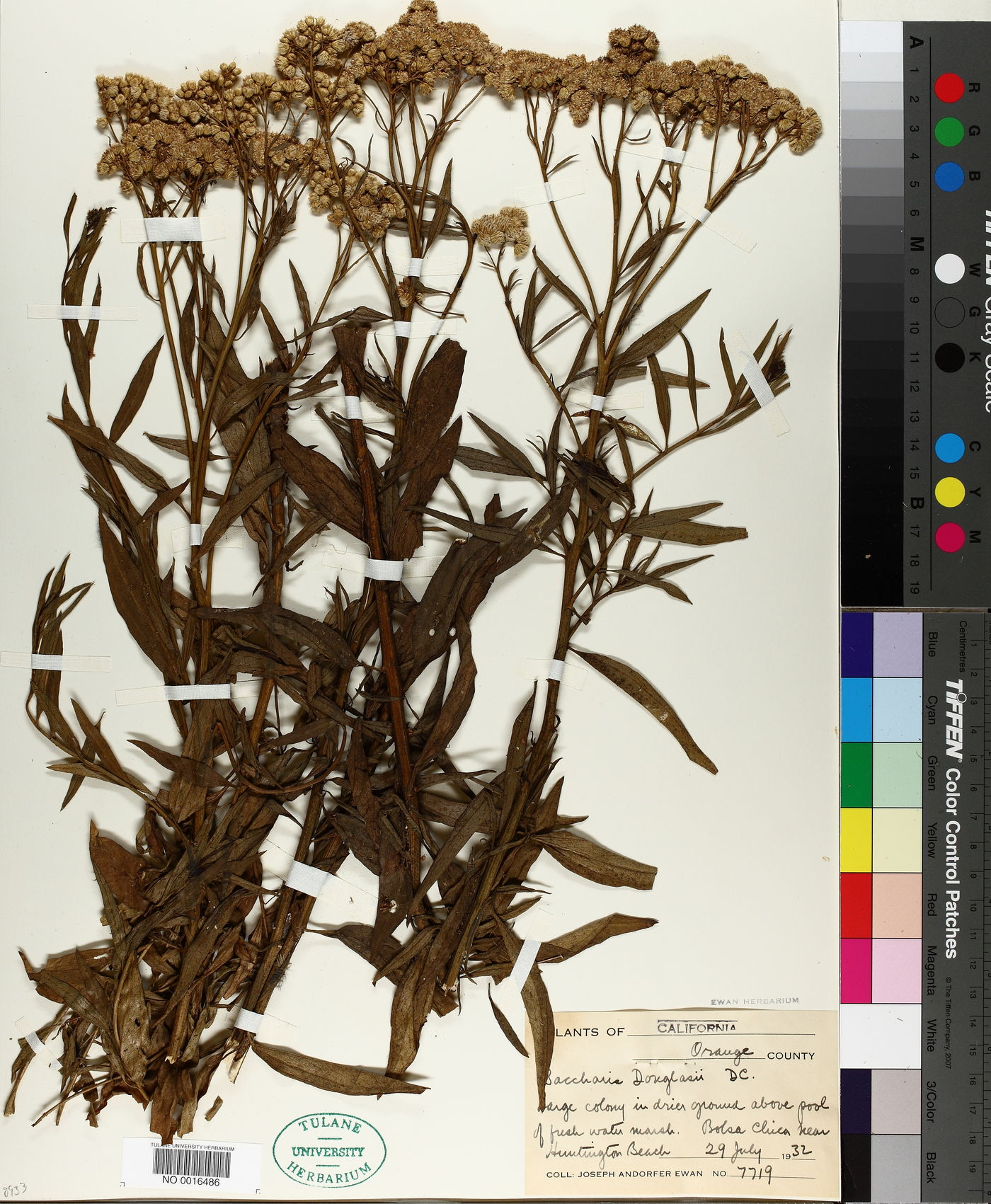 Baccharis douglasii image