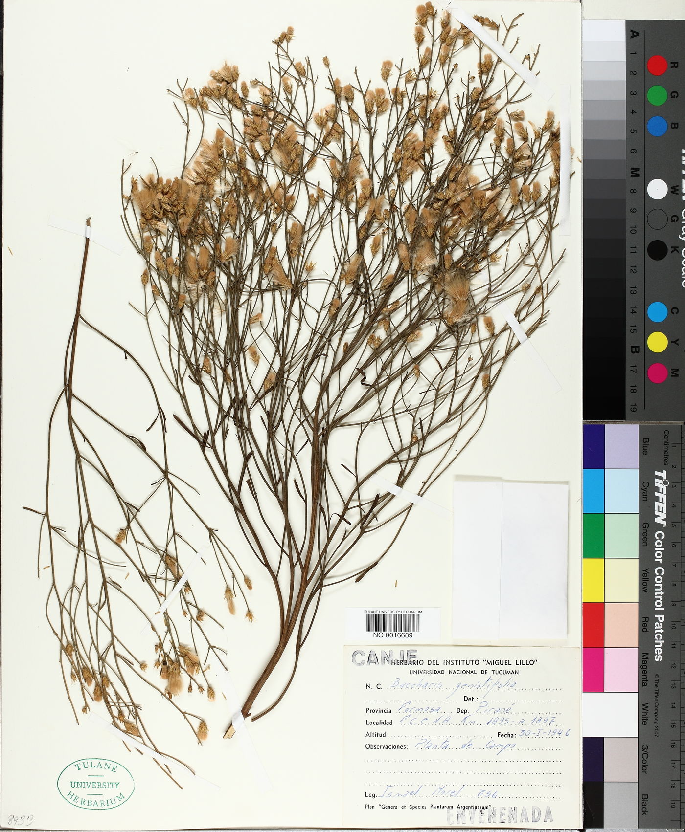 Baccharis genistifolia image
