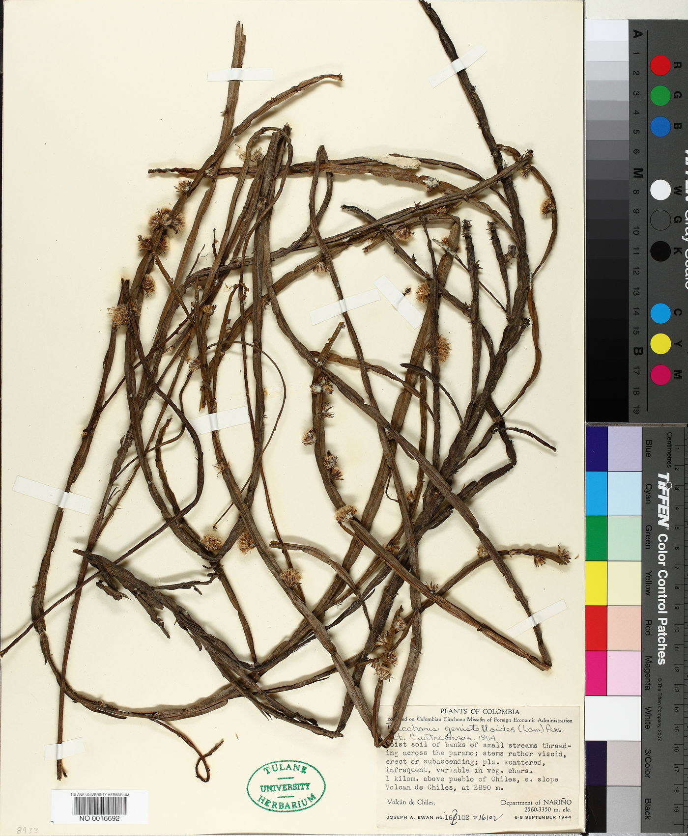 Baccharis genistelloides image