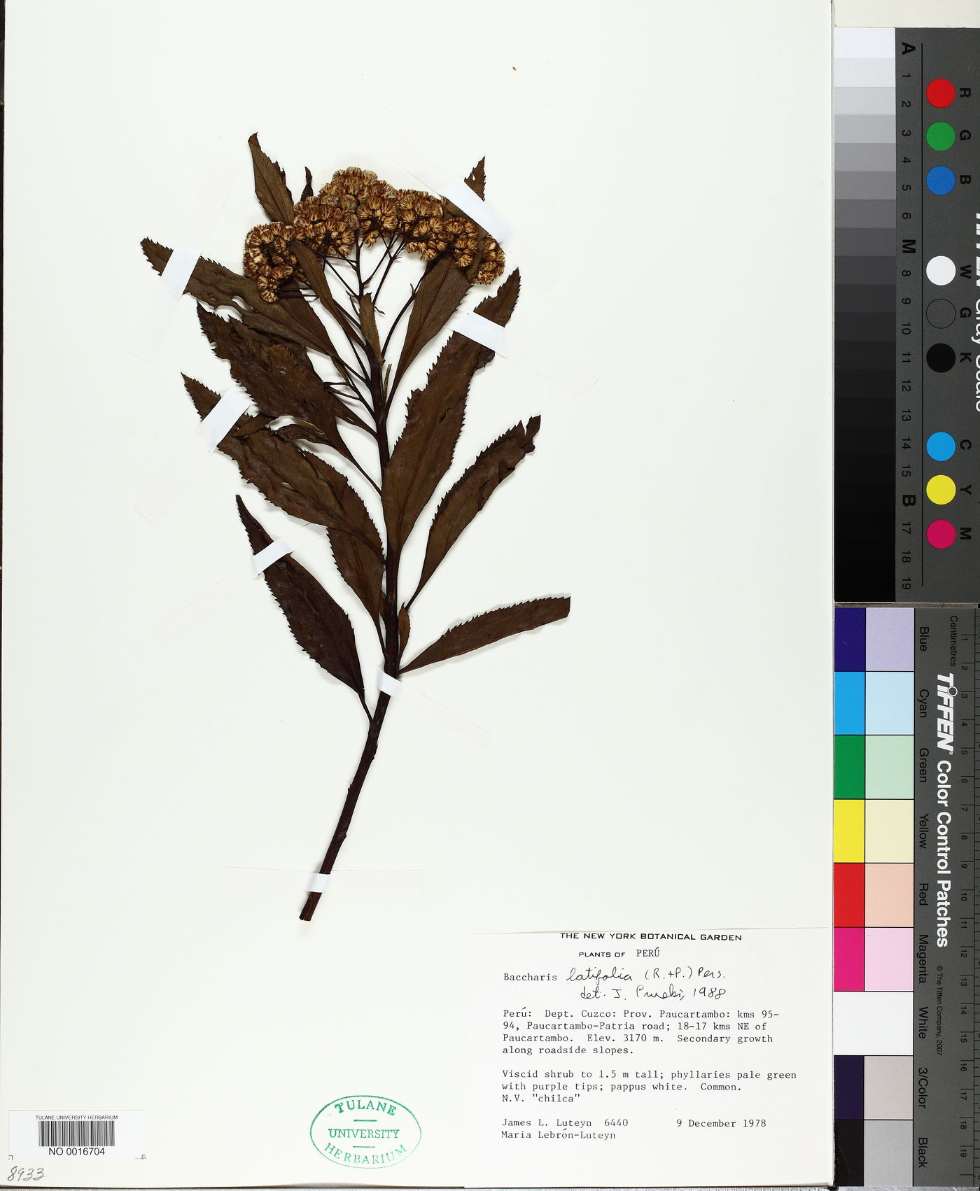 Baccharis latifolia image