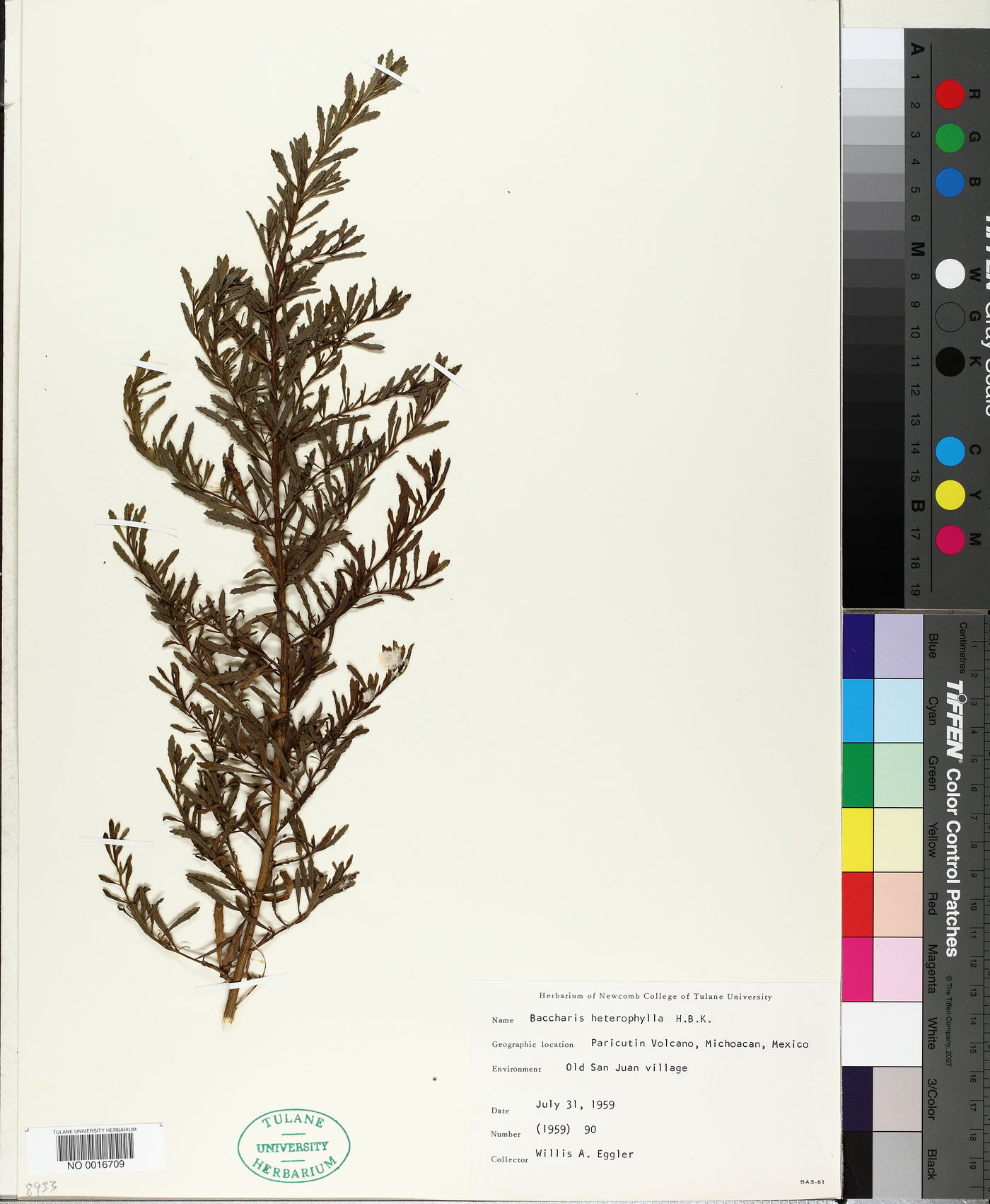 Baccharis heterophylla image