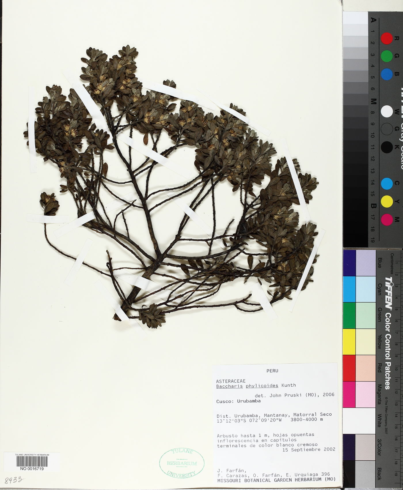 Baccharis phylicoides image