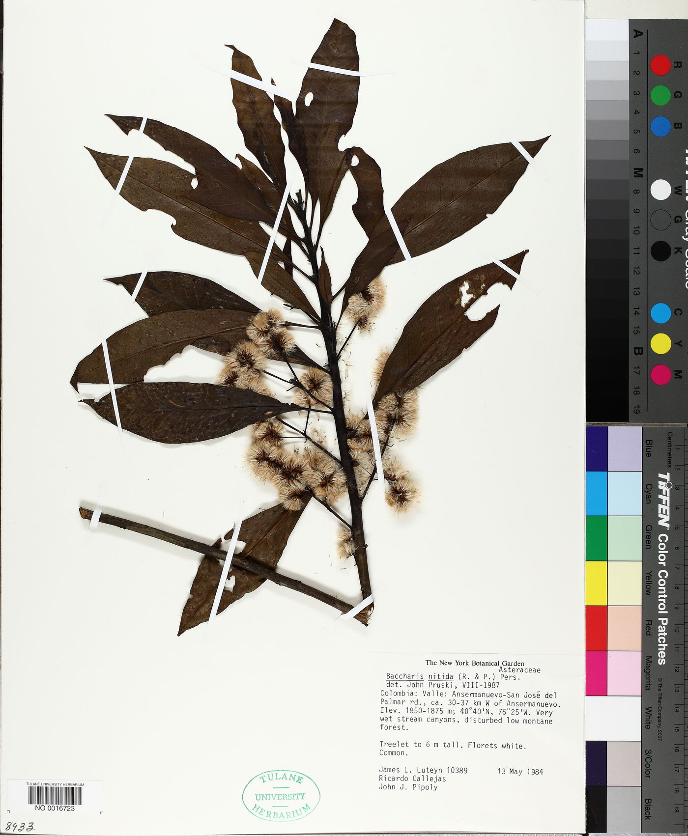 Baccharis nitida image