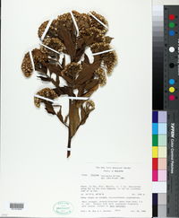 Image of Tessaria fastigiata