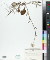Antennaria parlinii subsp. fallax image