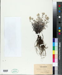 Antennaria geyeri image