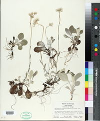 Antennaria plantaginifolia var. plantaginifolia image