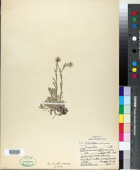 Antennaria rosea var. imbricata image