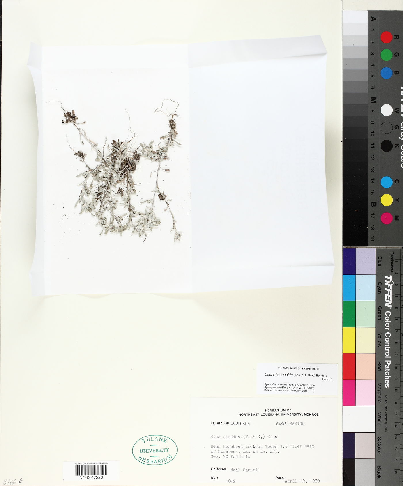 Diaperia candida image