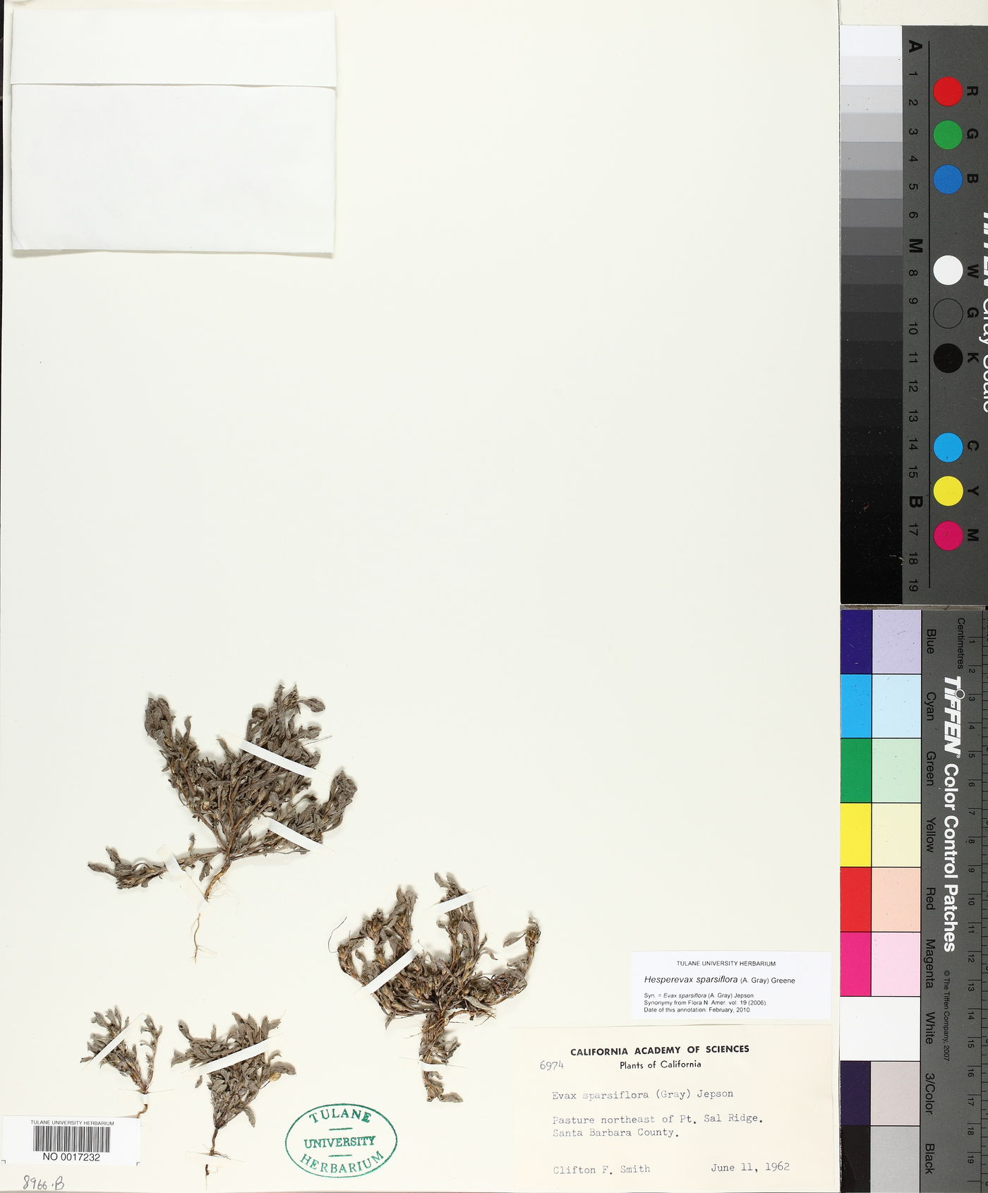Hesperevax sparsiflora image