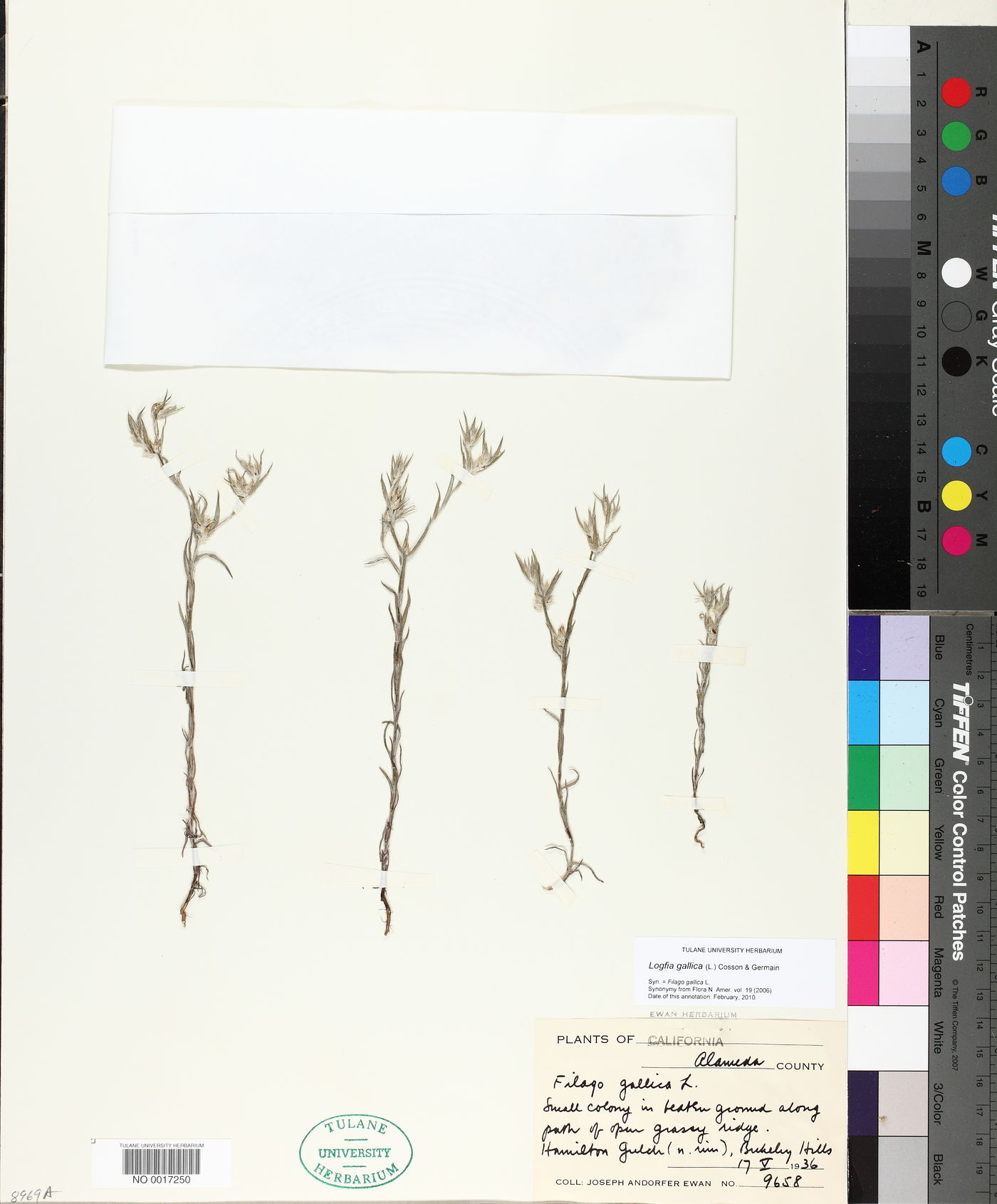 Logfia gallica image